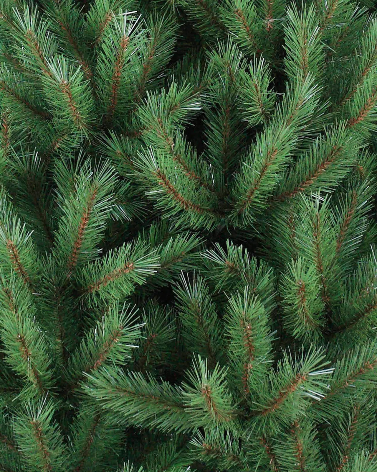 Pre-Lit Green Spruce Tree